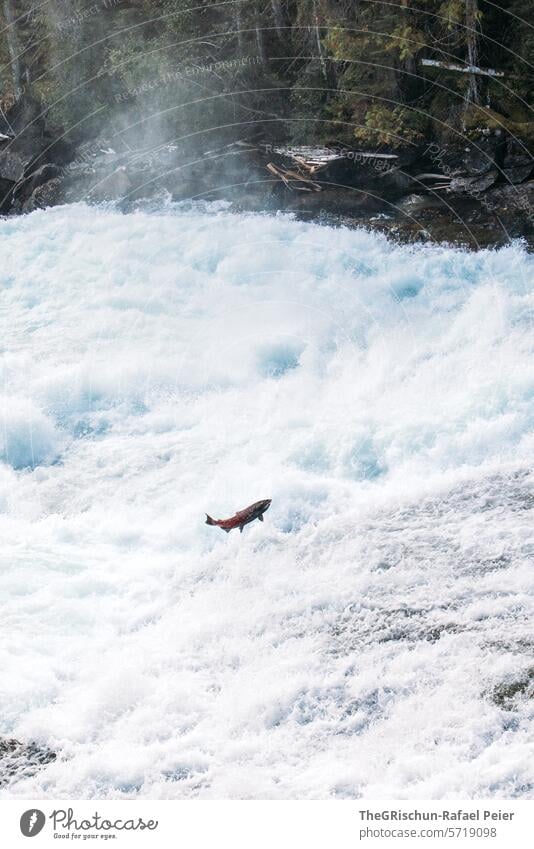 Fisch (Lachs) springt aus dem Wasser springen Frischwasser Bach Kanada Wells Gray Park Wassertropfen Gischt Wasserfall Natur Außenaufnahme Fluss Farbfoto