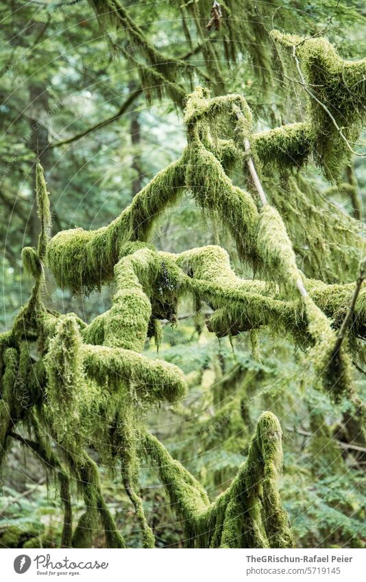 Moos überwachsene Äste Ast Baum Wald grün Märchenhaft Natur Baumstamm Landschaft Pflanze Umwelt Farbfoto Menschenleer feucht Holz Bäume Wachstum Außenaufnahme