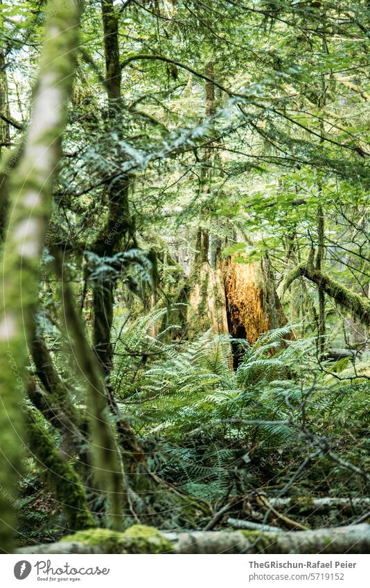 Farn vor Baumstrunk welcher vom Licht angeschienen wird Ast Wald grün überwachsen Märchenhaft Natur Baumstamm Landschaft Pflanze Umwelt Farbfoto Menschenleer