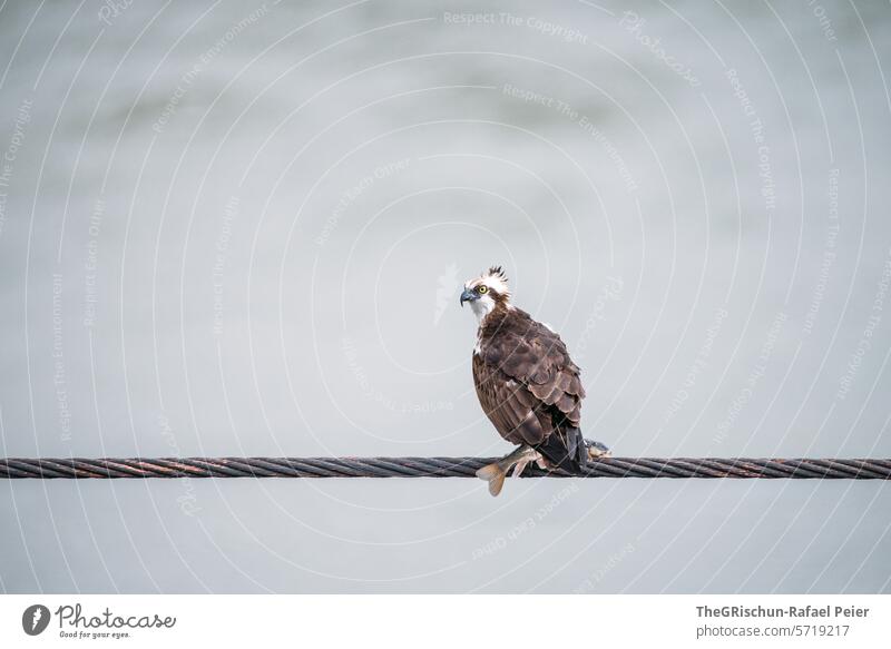 Fischadler sitzt mit einem gefangenen Fisch auf einem Stahlseil mamma Mutter fischen Jagen Vogel Flügel bad hair day Schnabel Hintergrund neutral Futter