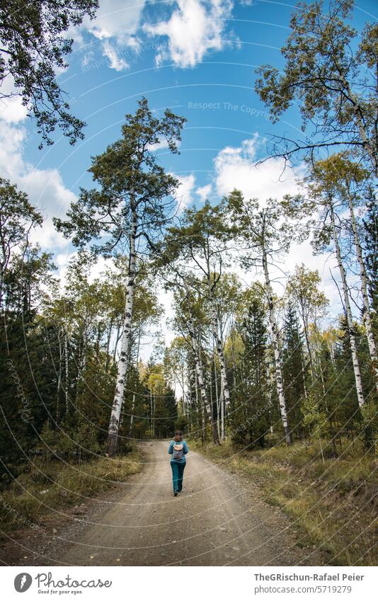 Frau läuft auf einer Strasse zwischen Birken durch Waldweg draußen laufen Birkenwald Bäume Himmel wolkig erkunden Natur Landschaft Außenaufnahme Baum