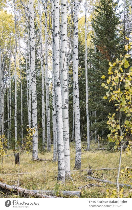 Detailaufnahme von birken draußen Birkenwald Bäume Himmel wolkig erkunden Wald Natur Landschaft Außenaufnahme Baum Blätter gelblich Menschenleer Umwelt Farbfoto