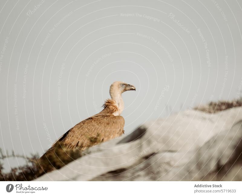 Majestätischer Gänsegeier mit Blick auf die Jaizkibel-Felsen Vogel Tierwelt Natur Klippe gipuzkoa pasaia Hondarribia Küste Berg Jaizkibel Tal der Farben