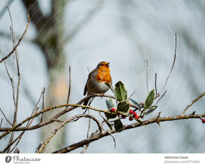 Rotkehlchen auf einem Beerenzweig in seinem natürlichen Lebensraum sitzend Vogel Ast Tierwelt Natur Barsch Feder Schnabel Singvogel im Freien