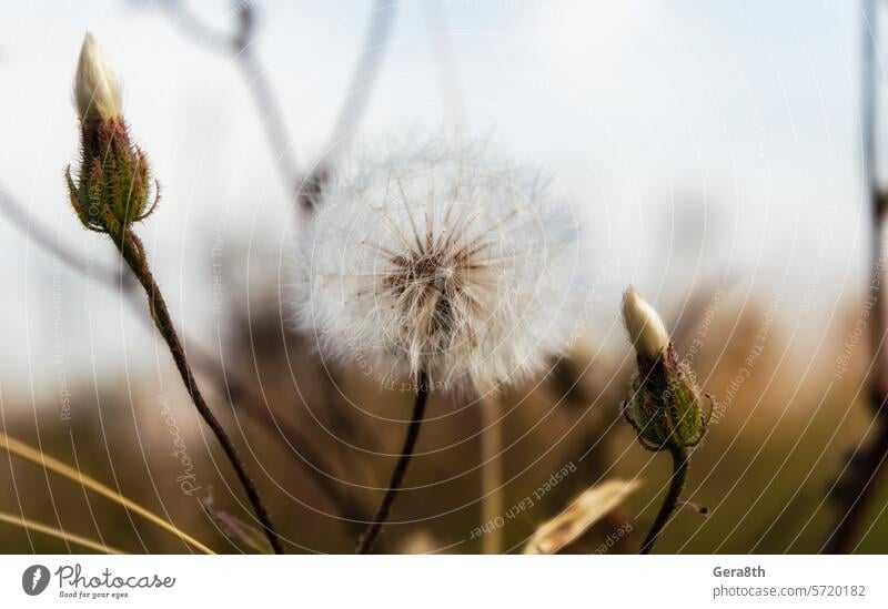 eine Pflanze Löwenzahn Nahaufnahme Oktober Herbst Hintergrund schön Blüte Blauer Himmel braun Klima Cloud trocknen Abend Feld Flora Blume Fussel unscharf Garten