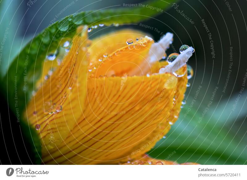 Nasse Blüte einer Kaiserkrone Natur Flora Pflanze Büte Blume Frühling duften blühen verblühen Liliengewächse Fritillaria imperialis Blütenblätter Regen