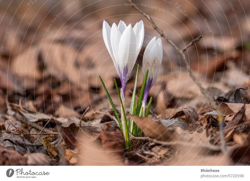 Frühlingsboten kommen aus dem Laub Krokusse Blume Blüte Natur Außenaufnahme Farbfoto Pflanze Makroaufnahme Menschenleer Blühend Tag Frühlingsgefühle