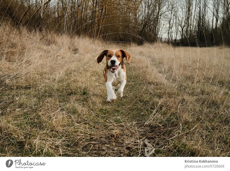 Laufender Beagle-Welpe im Herbstgras im Freien. Niedlicher Hund beim Spielen in der Natur aktiv agil Tier schön Schönheit züchten braun Eckzahn kalt niedlich