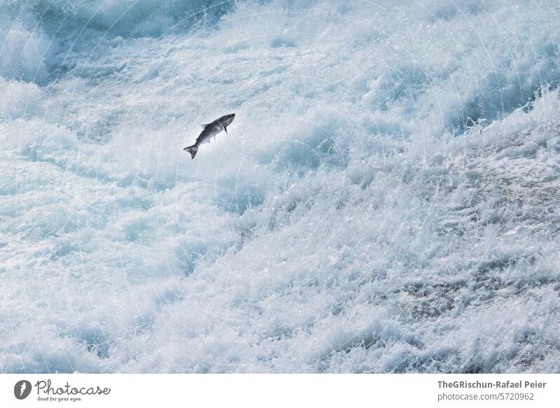 Fisch (Lachs) springt aus dem Wasser springen Frischwasser Bach Kanada Wells Gray Park Wassertropfen Gischt Wasserfall Natur Außenaufnahme Fluss Farbfoto