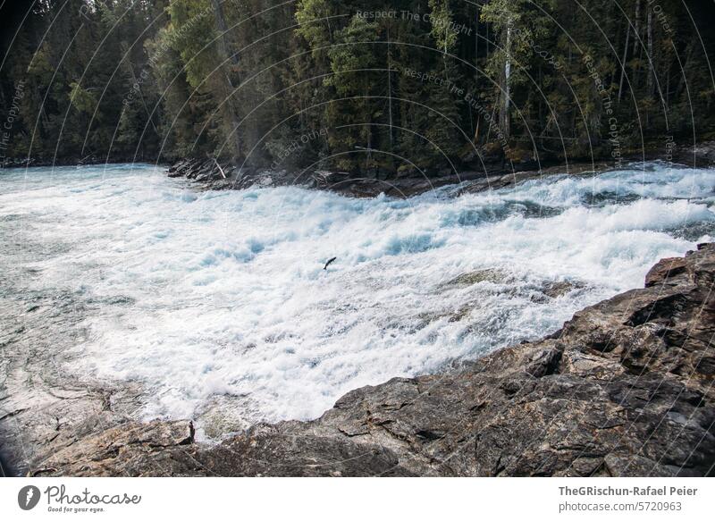 Fisch spring über einen Felsen Lachs springen Wasser Frischwasser Bach Kanada Wells Gray Park Wassertropfen Gischt Wasserfall Natur Außenaufnahme Fluss Farbfoto