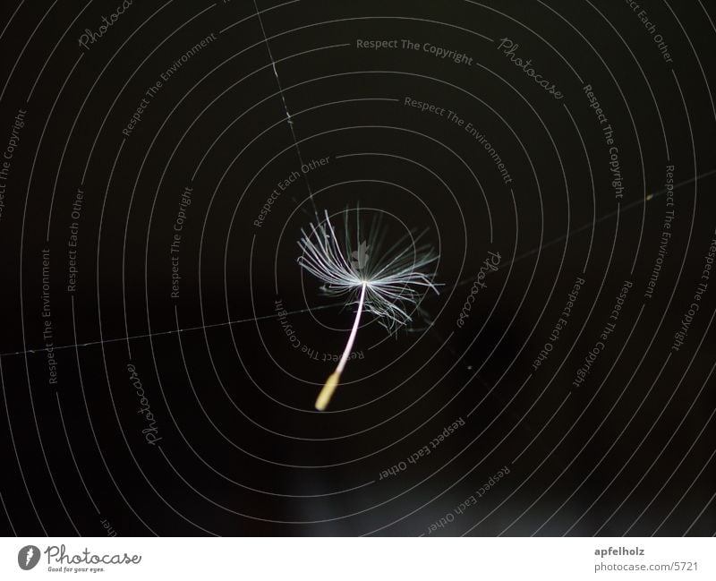 leichtigkeit Löwenzahn Spinngewebe Samen