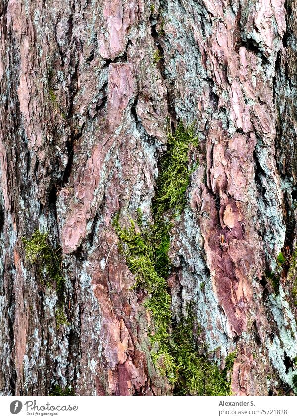 Moos auf einem Fichtenstamm Wald Natur Baum Fichtenwald Detailaufnahme Nadelwald Umwelt Pflanze Baumstamm Forstwirtschaft Nadelbaum Holz Umweltschutz