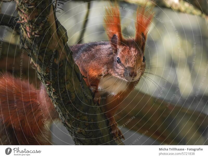 Neugieriges Eichhörnchen im Baum Sciurus vulgaris Tiergesicht Kopf Auge Nase Ohr Maul Krallen Fell Schwanz Pfote neugierig beobachten schauen niedlich Natur