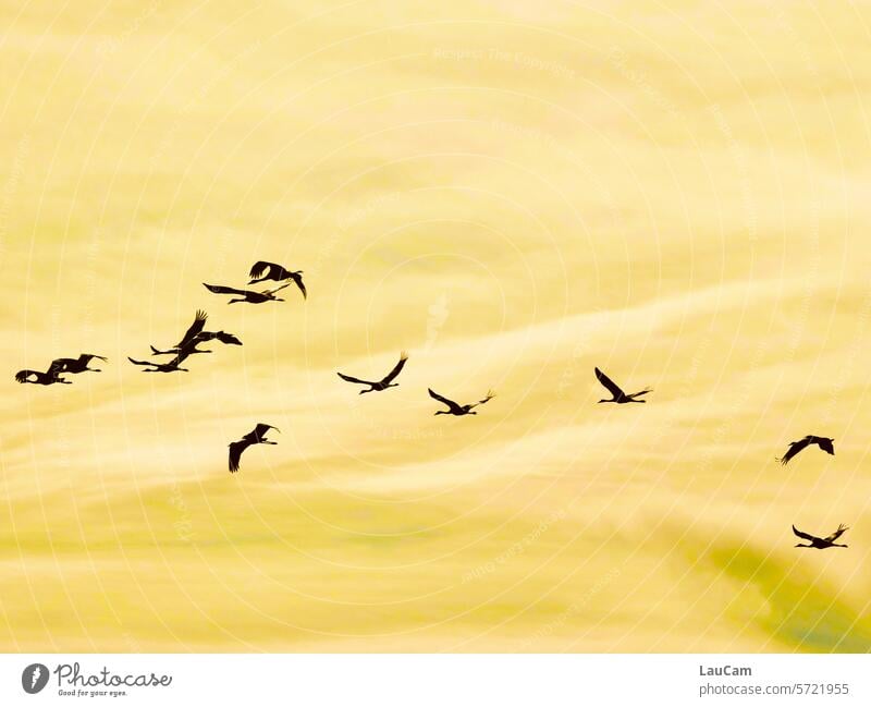 Ab in den Süden - Gruppenreise in die Sonne Kraniche Himmel Zusammensein Vogelschwarm Zugvögel Tiergruppe Schwarm Zugvogel Vogelzug Vogelflug Vögel Natur