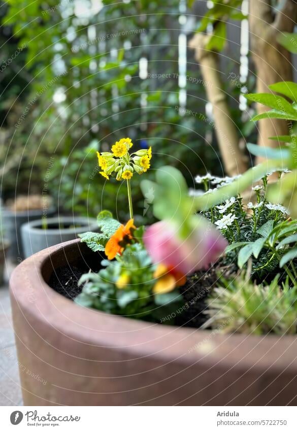 Frühblüher in Pflanztöpfen auf der Terrasse No. 2 Frühling Blume Schlüsselblume Hornveilchen Pflanze Topf Frühlingsblume Blüte Garten Schwache Tiefenschärfe