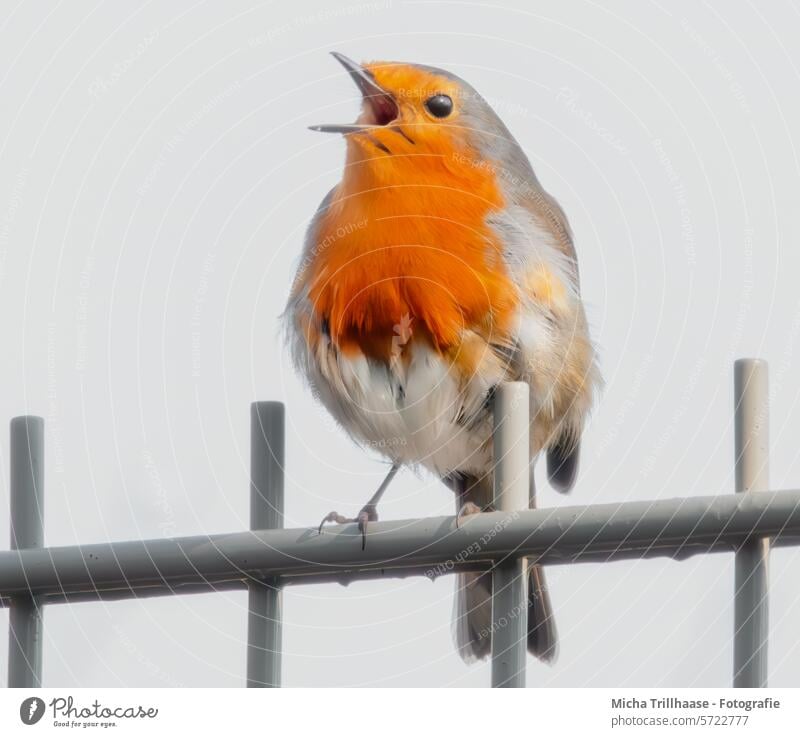 Singendes Rotkehlchen auf dem Gartenzaun Erithacus rubecula Tiergesicht Kopf Schnabel Auge Feder gefiedert Flügel Beine Krallen Vogel Wildtier Schönes Wetter