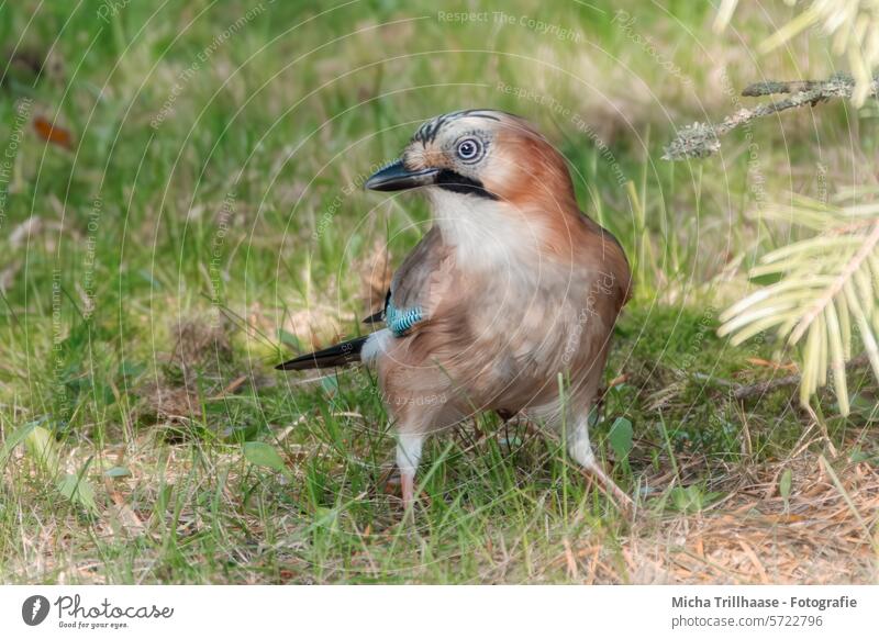 Eichelhäher auf der Wiese Garrulus glandarius Tiergesicht Kopf Schnabel Auge Flügel Feder gefiedert Vogel Blick Wildtier Natur beobachten Sonnenlicht