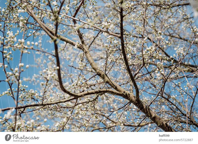 Nahaufnahme von weiße Obstblüten vor blauem Himmel Frühling Blütenknospen blutenblätter weiße blüten Blütenblätter blühen Unschärfe zarte Blüten Frühlingstag