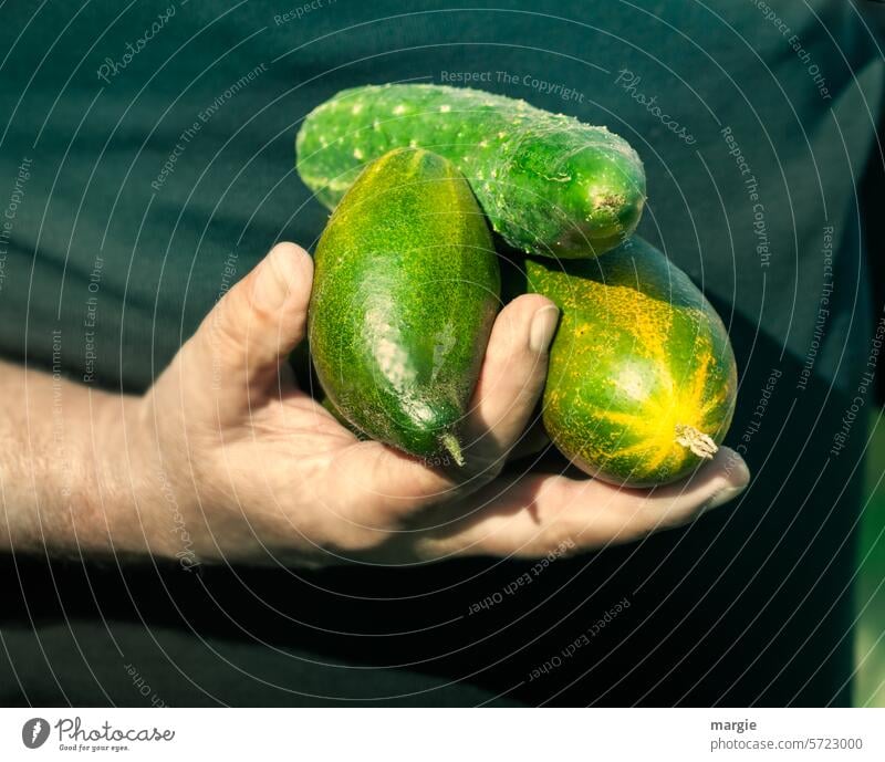 Eigene Gurken Ernte Lebensmittel frisch Gesundheit Hand Vegetarische Ernährung Vegane Ernährung