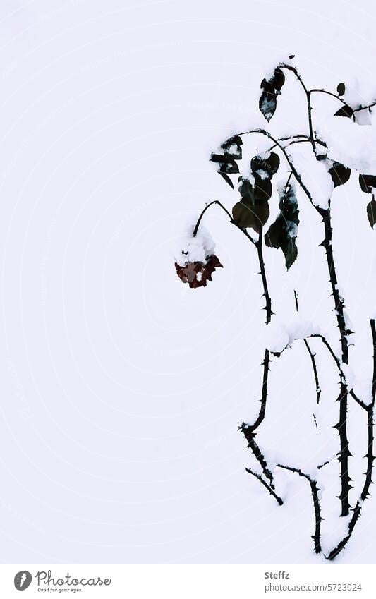 verwelkte Rosen im Schnee Schneedecke verschneit frieren vertrocknete Blumen vertrocknete Blüte verblüht trocken alt Vergänglichkeit Traurigkeit Verfall Trauer