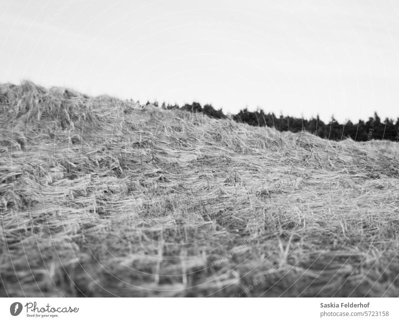 Windgefegtes Strandgras, monochrom Sanddünen Gras Strandhafer windgepeitscht Monochrom schwarz auf weiß Dunes Wald Kamm Sichtweise Natur Umwelt Landschaft Küste