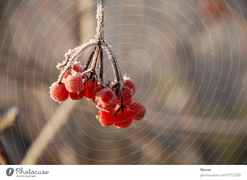 erster Frost Natur Pflanze Winter Eis entdecken kalt Außenaufnahme Nahaufnahme Morgen