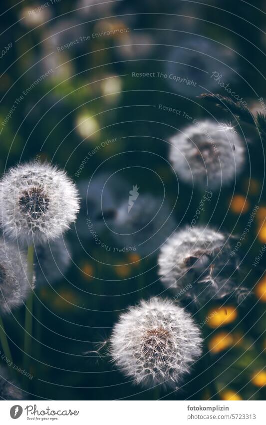 Pusteblumen Löwenzahn Samen Leichtigkeit zart leicht Schwache Tiefenschärfe weich filigran Wildpflanze Löwenzahnsamen weiß verblüht Frühsommer Natur natürlich