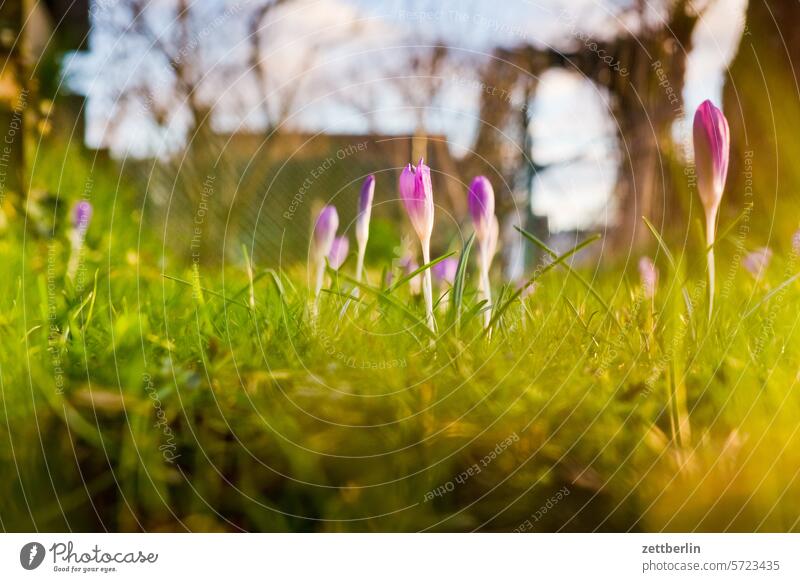 Krokusse und Gras im Gärtchen wiese tiefenschärfe textfreiraum strauch sonne schrebergarten saison ruhe pflanze natur menschenleer krokus korbblütler knospe