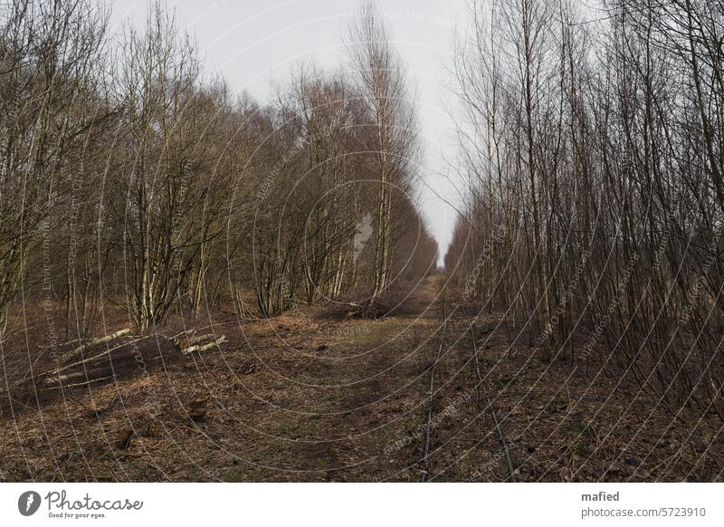 Schienen der alten Lohrenbahn im Schülper Moor zwischen jungen Birken Torf Torfabbau Lorenbahn Natur Landschaft Sumpf Menschenleer Renaturierung