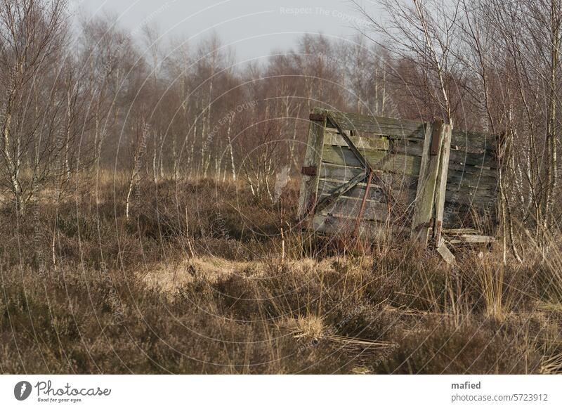 Alte Torflore steht im Moor Torfabbau Lorenbahn Natur Landschaft Sumpf Menschenleer Renaturierung Wiedervernässung Birken Heidekraut Gras Farbfoto Umwelt Wasser