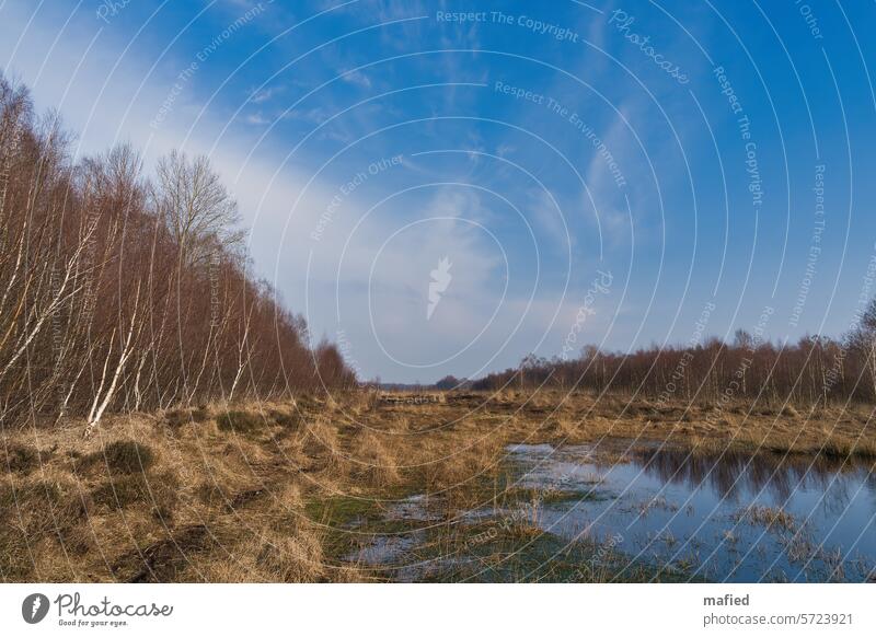 Blauer Himmel über dem Schülper Moor Torf Torfabbau Natur Landschaft Sumpf Menschenleer Renaturierung Wiedervernässung Birken Heidekraut Gras Farbfoto Umwelt