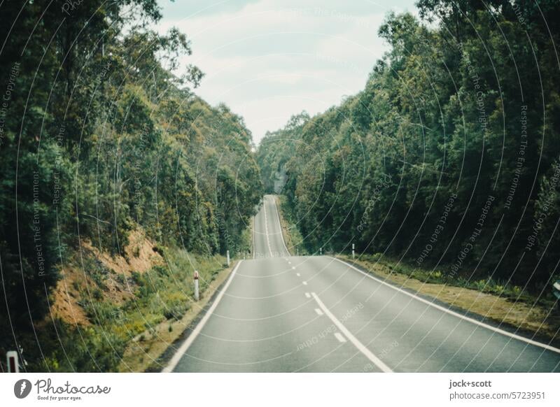 Straße durch die Wildnis Verkehrswege Wald Landstraße Fahrbahn leere Straße Waldstraße Roadmovie unterwegs außerorts Mittelstreifen zweispurig