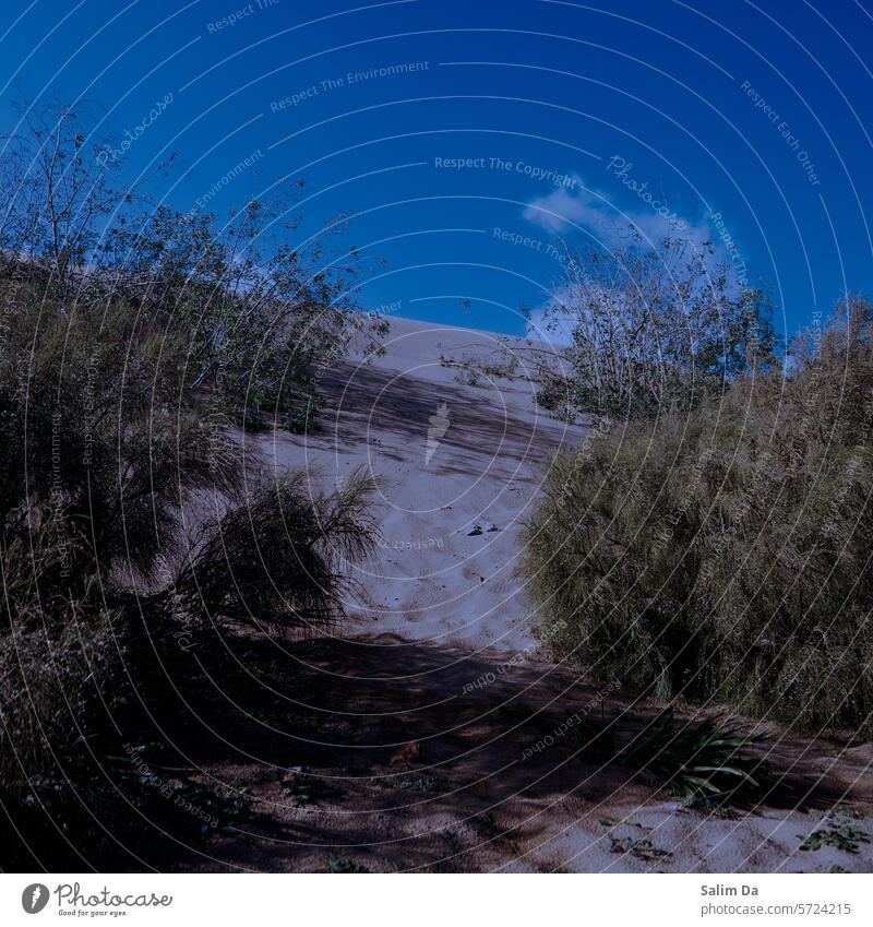 Sand, Himmel und Pflanzen Kontrast Natur Gegensätze natürlich natürliche Welt Strand Außenaufnahme Menschenleer Tag Naturerlebnis Natur-Foto Naturfotografie