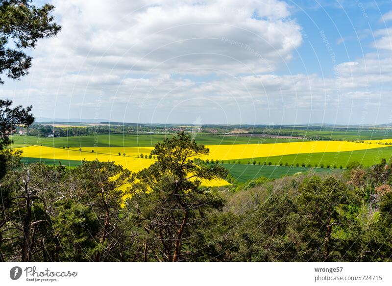 Blick von den Thekenbergen auf den östlichen Vorharz mit seinen blühenden Rapsfeldern östlicher Vorharz Langenstein Landwirtschaft Rapsanbau Rapsblüte