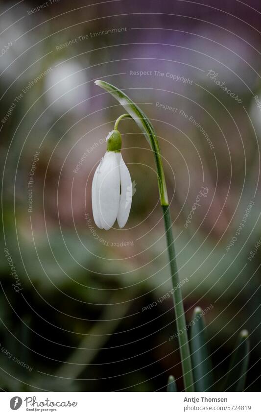 Geschlossenes Schneeglöckchen vor verschwommenem Hintergrund Frühblüher Frühling Frühlingsblume Natur Schwache Tiefenschärfe weiß