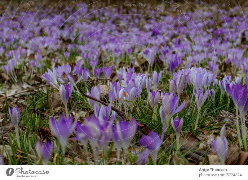 Wiese voller lilafarbener Krokusse blütenteppich Frühling violett Frühblüher Frühlingstag Frühlingsblume Frühlingskrokus