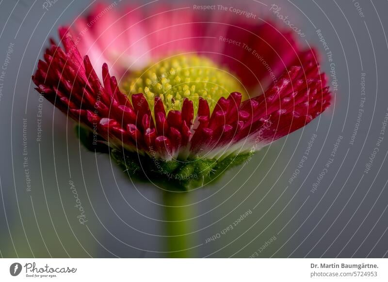 Gartenform des Gänseblümchens, Bellis perennis mit roten Zungenblüten Nahaufnahme Blütenstand Korbblütler Asteraceae Staude ausdauern Frühjahrsblüher mehrjährig