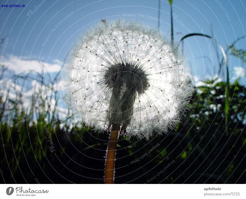 feinste pusteblume Blume Frühling Makroaufnahme Gegenlicht Gras Detailaufnahme Sonne Himmel