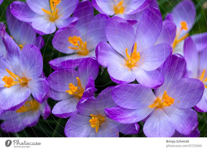 Hübsche, blasse und violette Krokusblüten direkt von oben sun outdoors close-up growth stripes gardening bulb soft april springtime tiny ground bloom seasonal