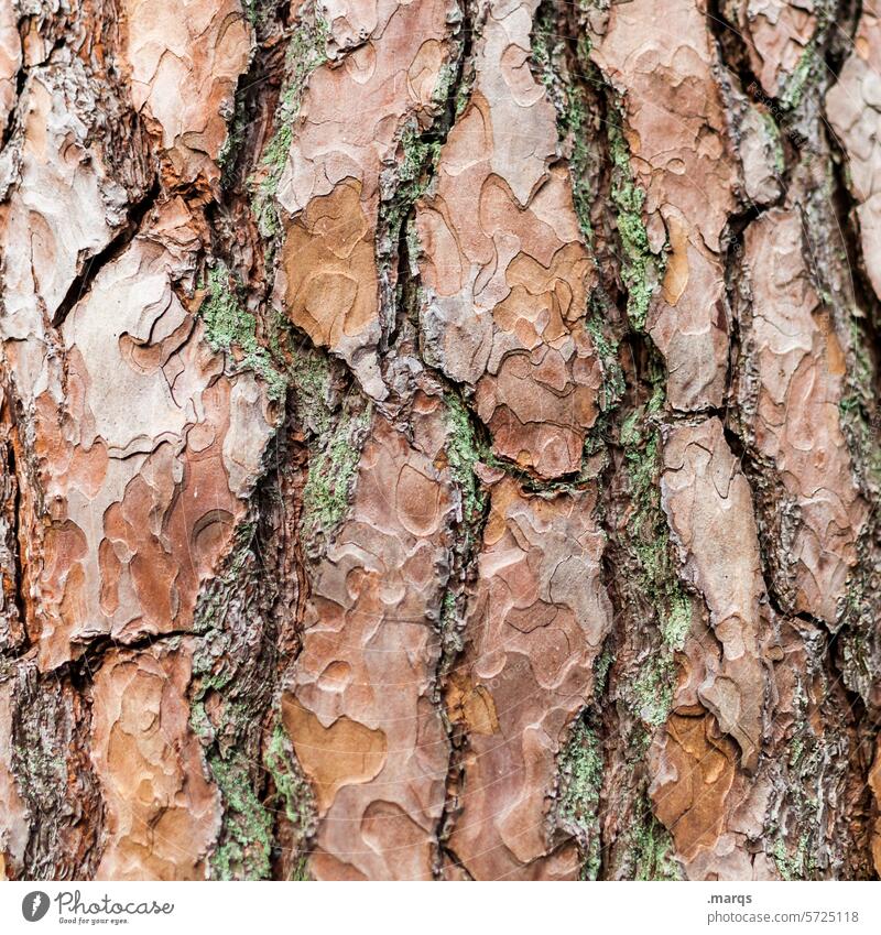 Rinde Baumrinde nachhaltig Natur Holz Nahaufnahme Detailaufnahme Muster Strukturen & Formen Baumstamm Botanik Oberfläche Stamm Rindenoberfläche botanisch Umwelt