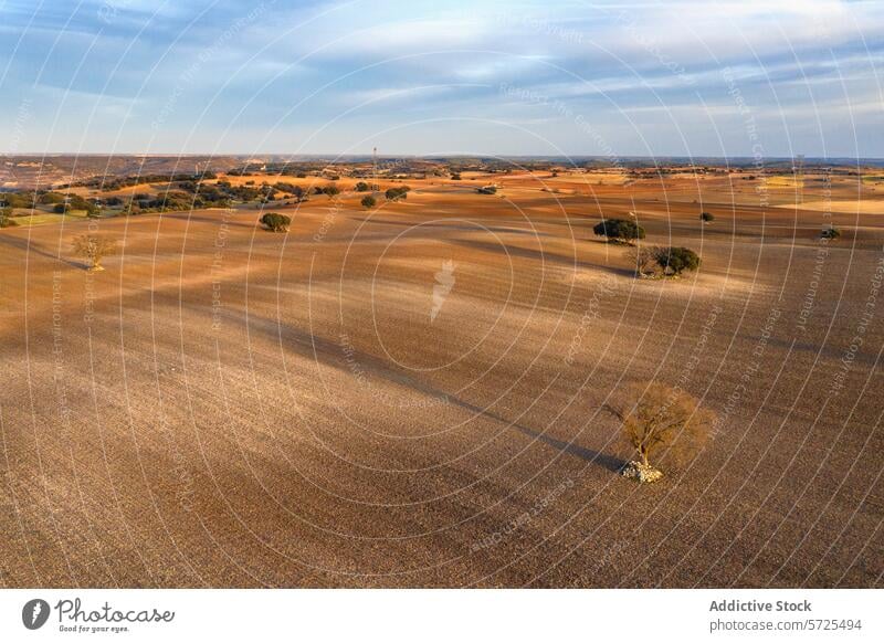 Ausgedehnte ländliche Landschaft zur goldenen Stunde Luftaufnahme goldene Stunde Feld Baum wellig warmer Glanz offenes Feld Natur malerisch ruhig Ackerbau