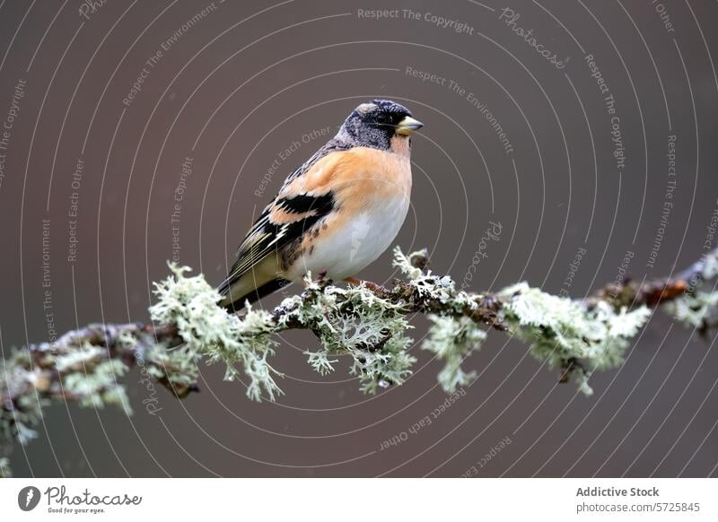 Dieser elegant sitzende Bergfink mit seiner auffälligen schwarz-orangenen Zeichnung hebt sich von dem mit Flechten geschmückten, gedämpften Hintergrund ab. Fink