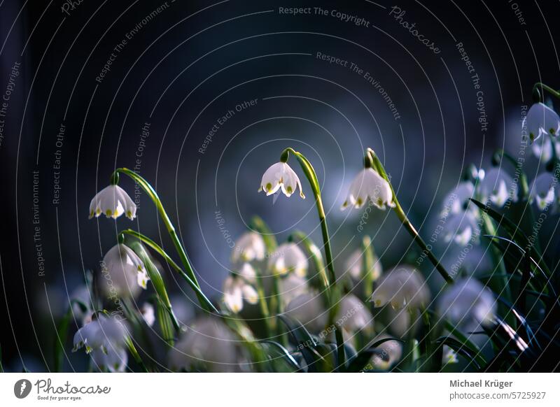 Märzenbecher im Frühling schön Überstrahlung Botanische Schönheit Zarte Blütenblätter Vorfrühling Florale Eleganz Blumen Wald Frische leucojum vernum