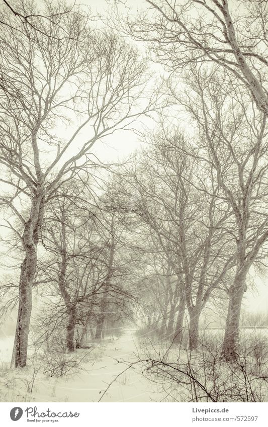 alte Allee Umwelt Natur Landschaft Pflanze Himmel Wolken Winter Wetter schlechtes Wetter Wind Sturm Nebel Schnee Schneefall Baum Verkehrswege Straße dunkel