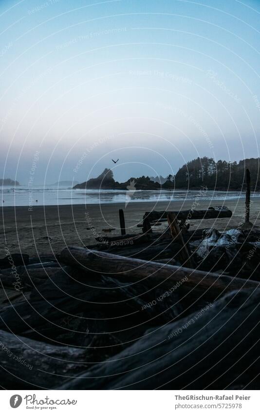 Schwemmholz am Strand im Vordergrund und ruhiges Meer im Hintergrund cox bay Vancouver Island Kanada Außenaufnahme British Columbia Natur schlechtes Wetter Holz