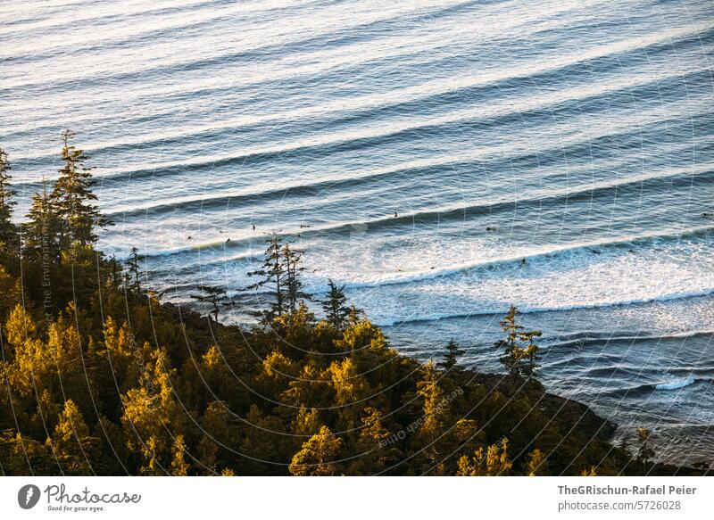 Wald wird von der Sonne erleuchtet Surfer tummeln sich im Wasser wild verwachsen cox bay Vancouver Island Bäume Baum meer Gischt Wellen Kanada British Columbia