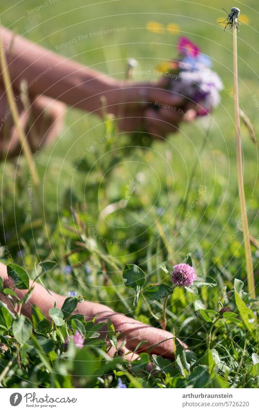 Junge Frau pflückt mit der Hand Wiesenblumen Rotklee im eigenen Garten im Frühling Frühlingsgefühle Frühlingsblume Frühlingserwachen Frühlingsblumen