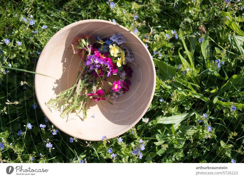 Frisch gepflückte Wiesenblumen Primeln und Wiesenschaumkraut zum Kochen mit Blüten in der grünen Wiese im Garten in einer Holzschüssel bei Sonnenlicht blüten