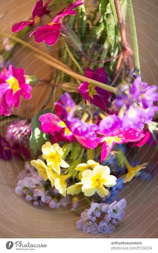 Frisch gepflückte Wiesenblumen Primeln und Wiesenschaumkraut in Holzschale im Sonnenlicht bereit zum Kochen blüten essen natur Wiesenpflanzen wiesenkräuter