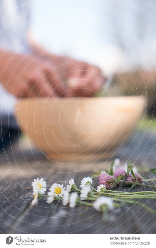 Frisch gepflückte Wiesenblumen Gänseblümchen und Rotklee zum Kochen mit Blüten auf Gartentisch aus Holz im Garten in einer Holzschüssel bei Sonnenlicht blüten